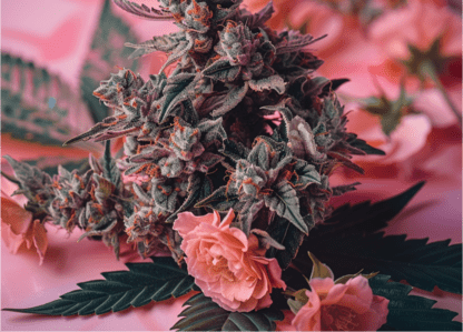 🌿✨ Step into a new era of cannabis flavor with Bud Love. Icy J brings a burst of mint, while Buds N' Roses offers a touch of romance. Discover your perfect mix! ❄️🌹 #CannabisCulture #FlavorRevolution